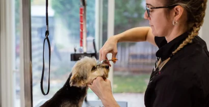 明るい店内で小型犬の顔まわりをカットするトリマー