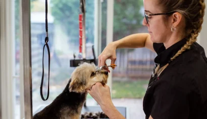 明るい店内で小型犬の顔まわりをカットするトリマー