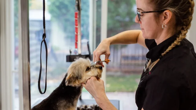 明るい店内で小型犬の顔まわりをカットするトリマー