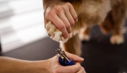 犬の足先をやさしく整えるネイルケアの様子