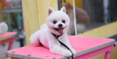 トリミング後に明るいテーブルでくつろぐ白いポメラニアン