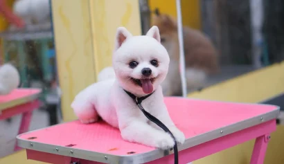 トリミング後に明るいテーブルでくつろぐ白いポメラニアン