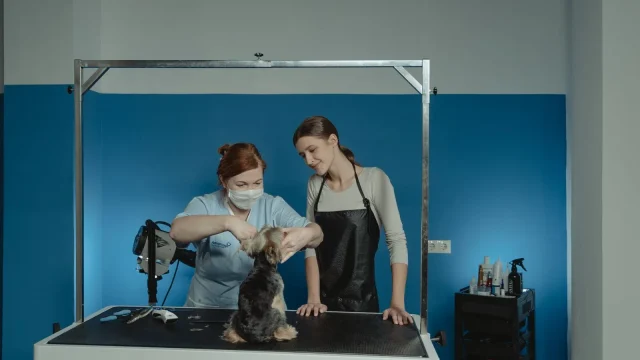 サロンスタッフが小型犬を丁寧にケアしている様子